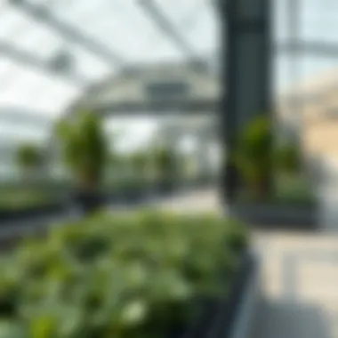 Exploring Greenhouse Concepts at Deira City Center Summary Exploring Greenhouse Concepts at Deira City Center Summary