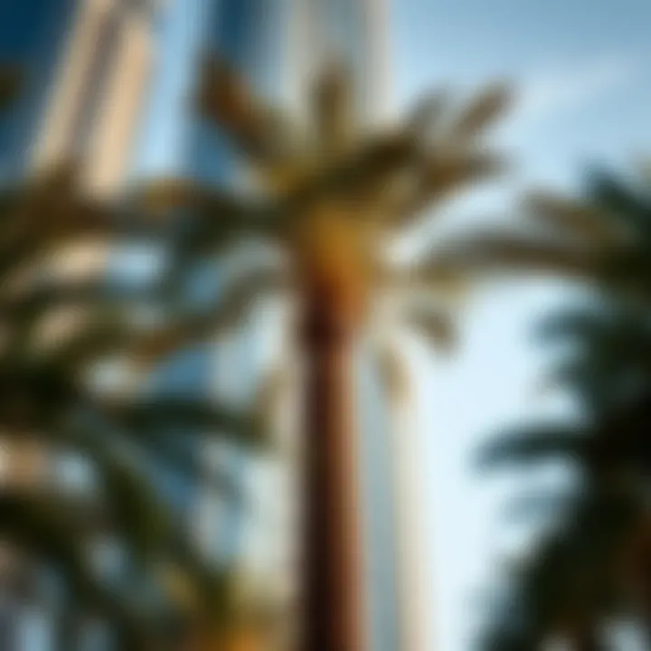 Close-up of a palm tree with a modern skyscraper backdrop